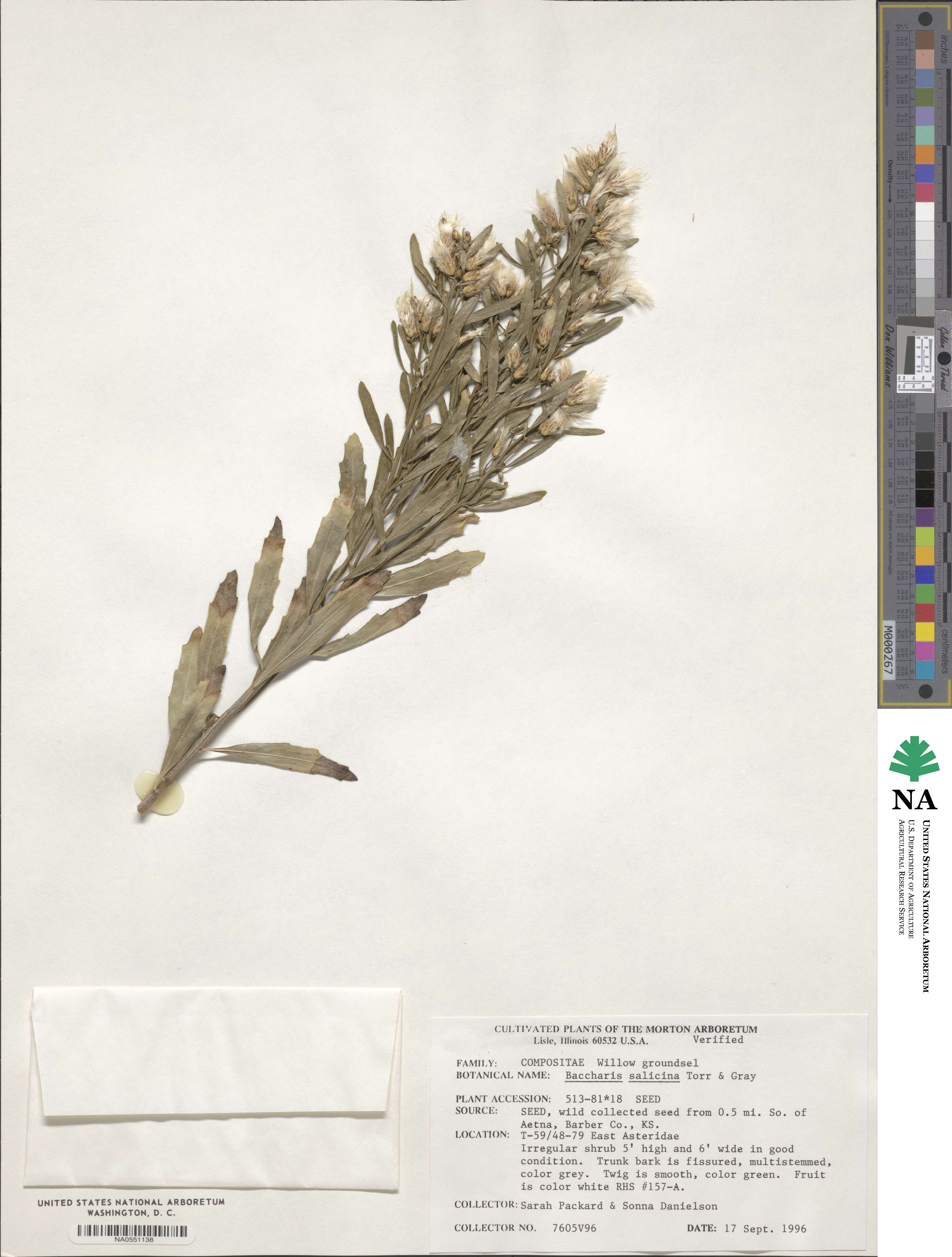 Baccharis salicina image