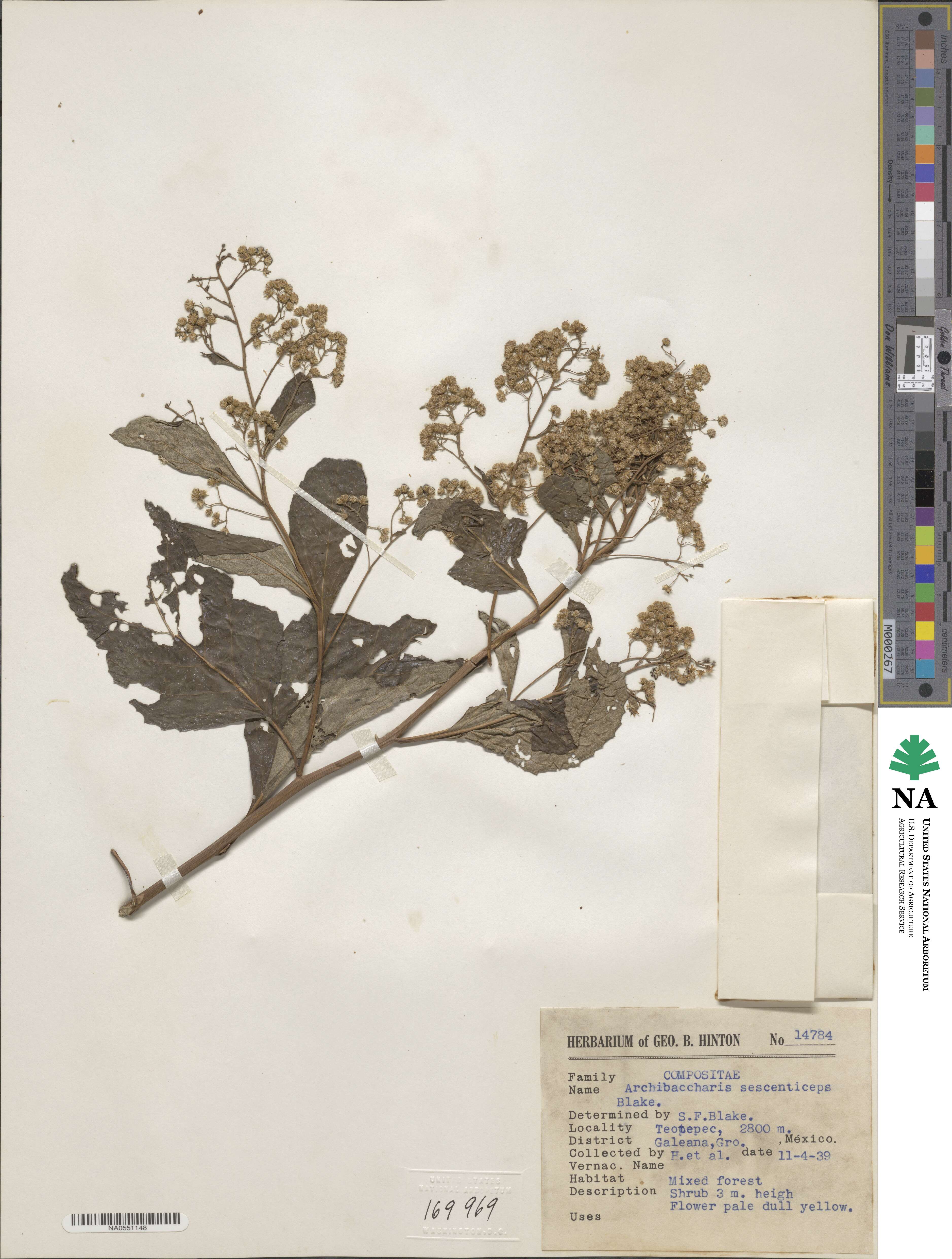 Archibaccharis image