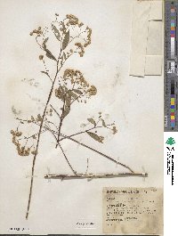 Archibaccharis asperifolia image