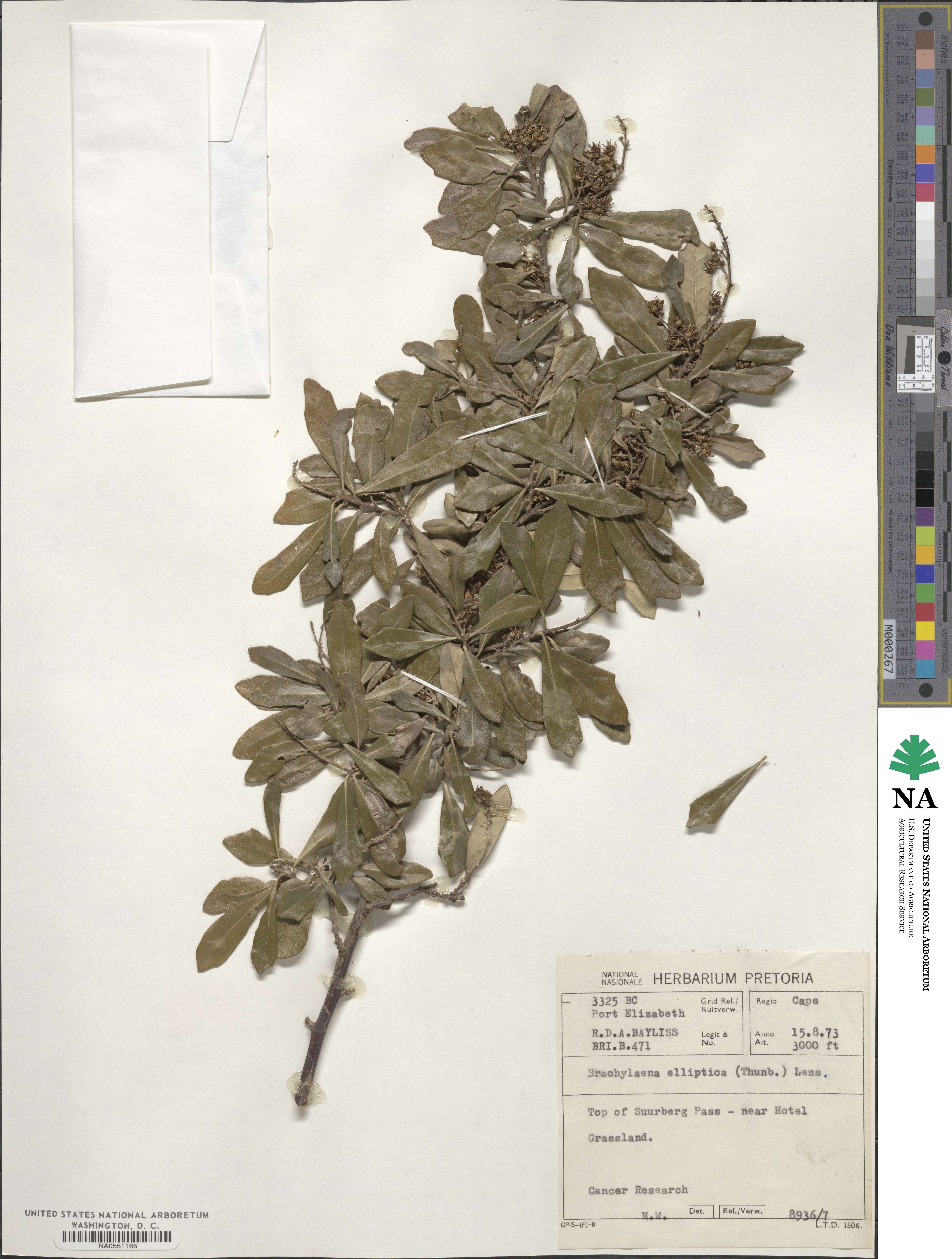 Brachylaena image