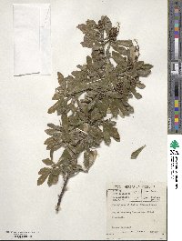 Brachylaena elliptica image