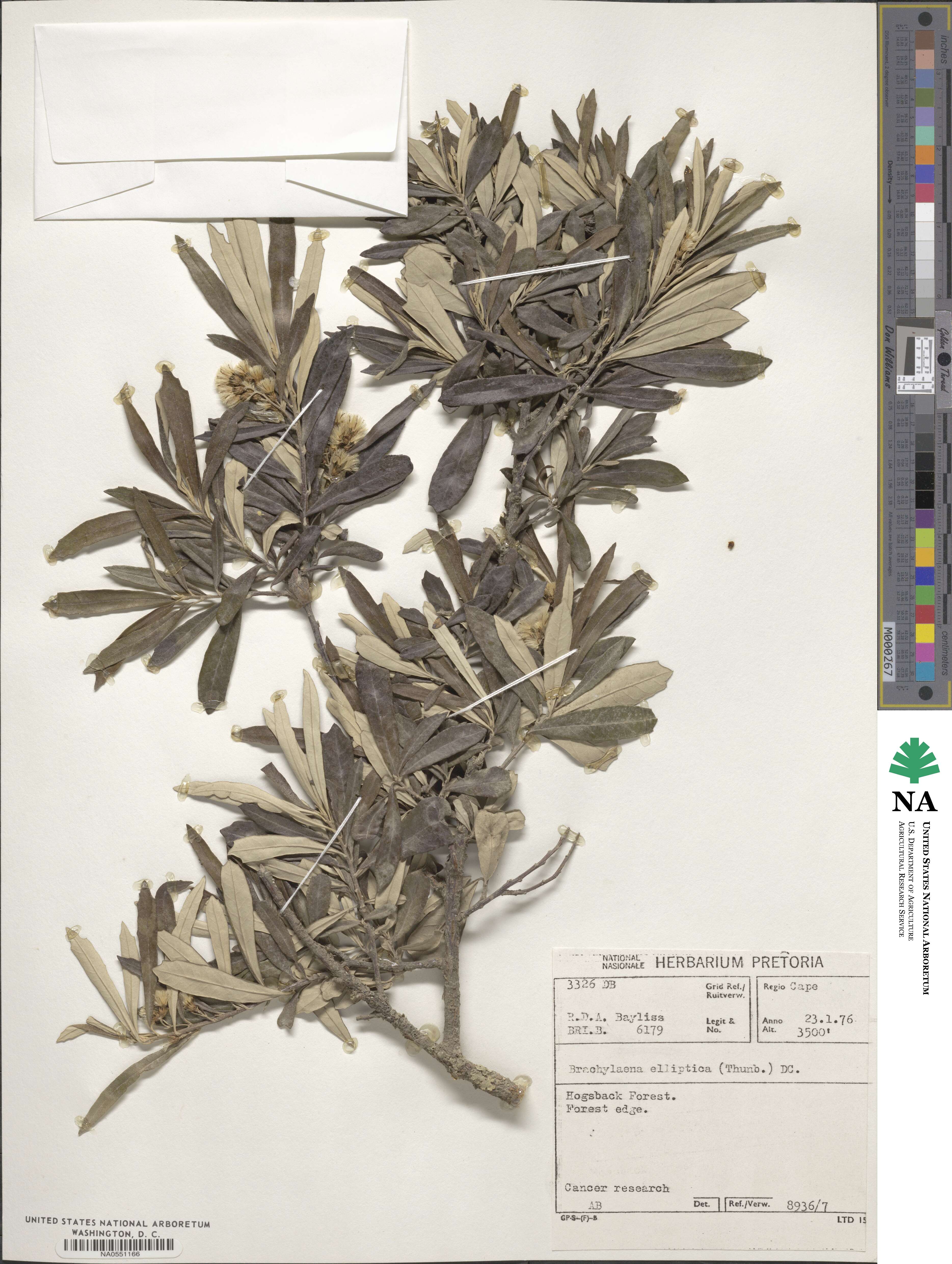 Brachylaena elliptica image