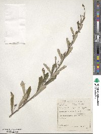 Brachylaena elliptica image