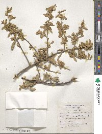 Brachylaena ilicifolia image