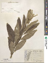 Blumea balsamifera image