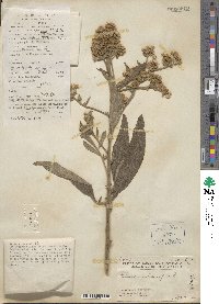 Blumea balsamifera image