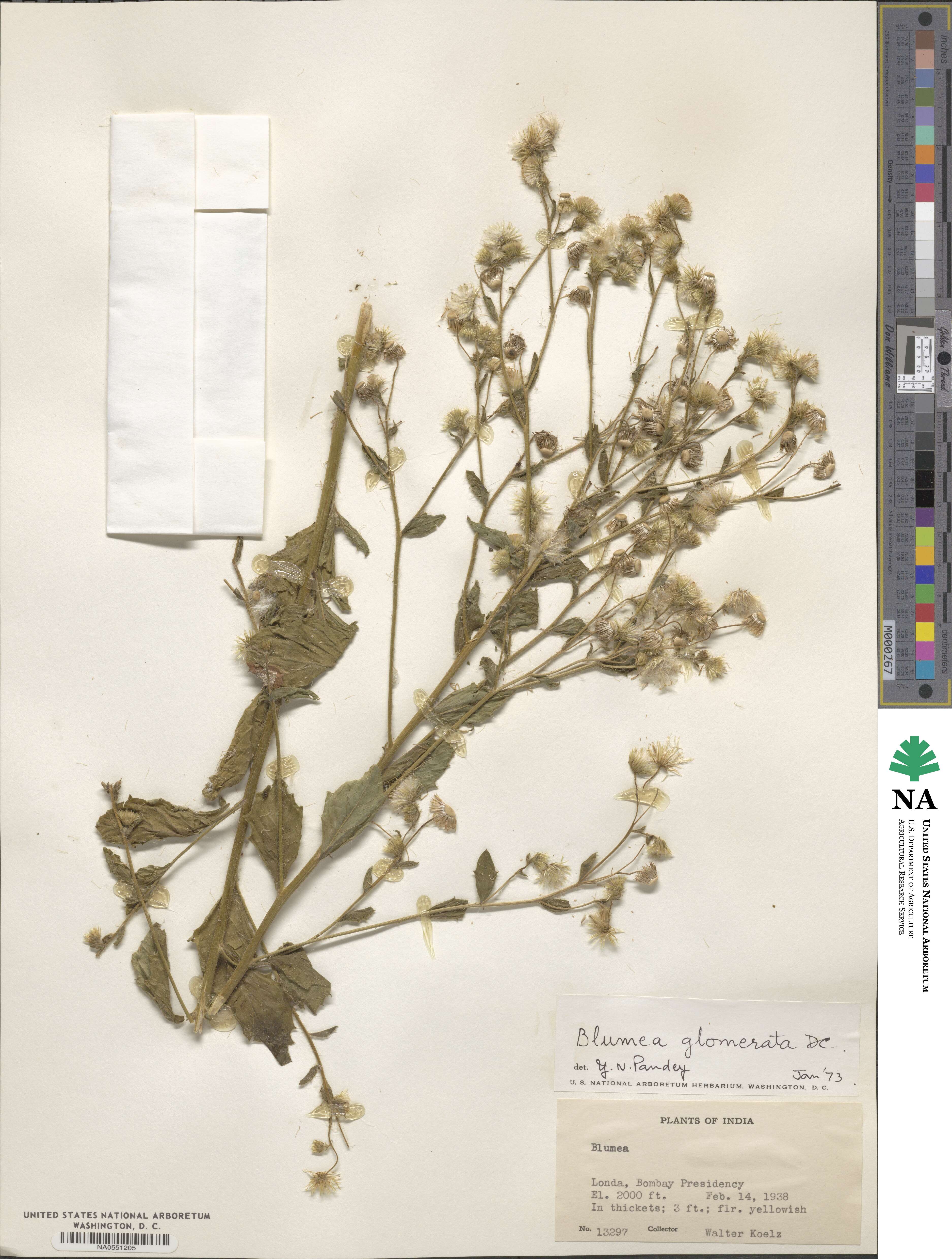 Blumea fistulosa image