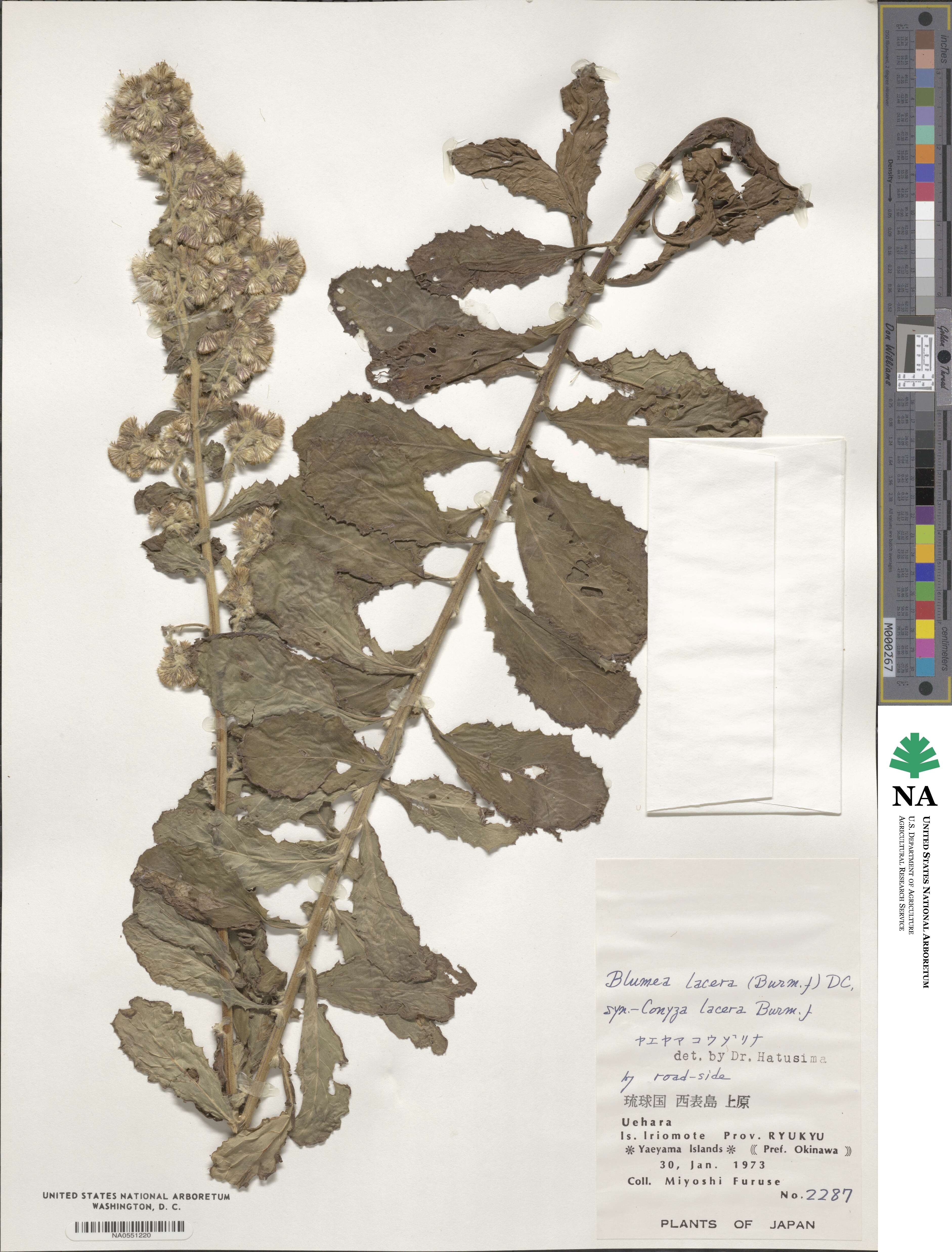 Blumea lacera image