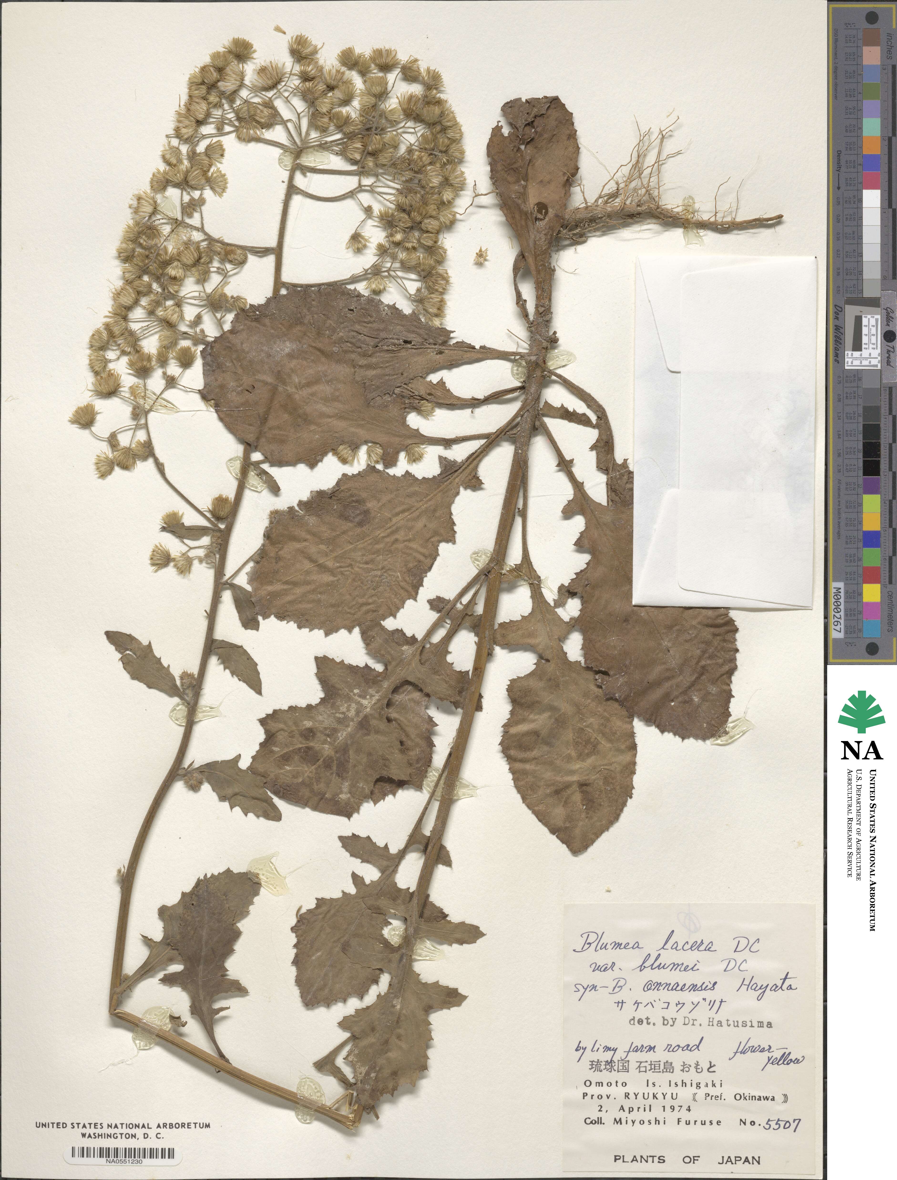 Blumea sinuata image