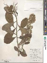 Blumea sinuata image