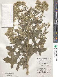 Blumea sinuata image