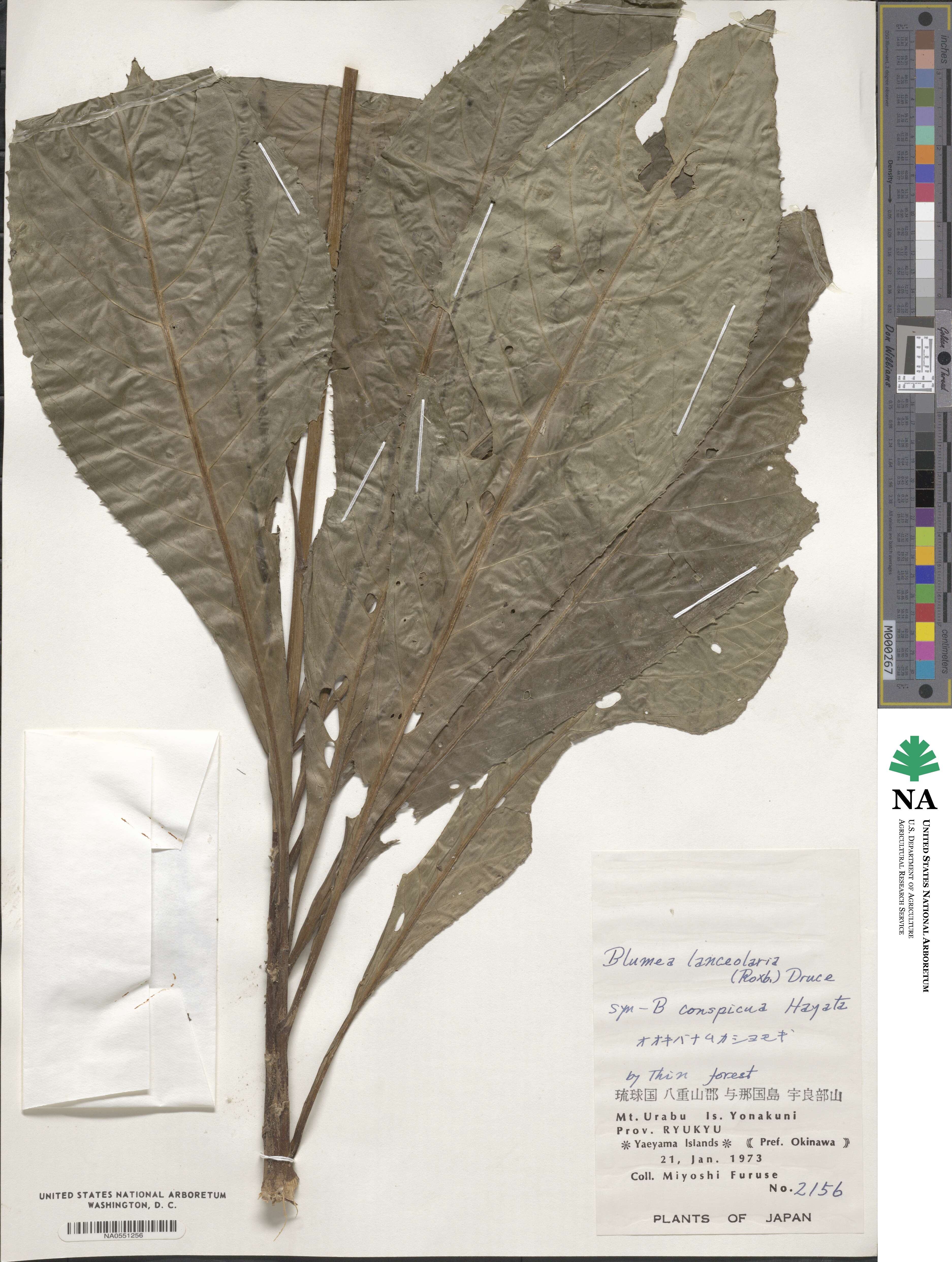 Blumea lanceolaria image