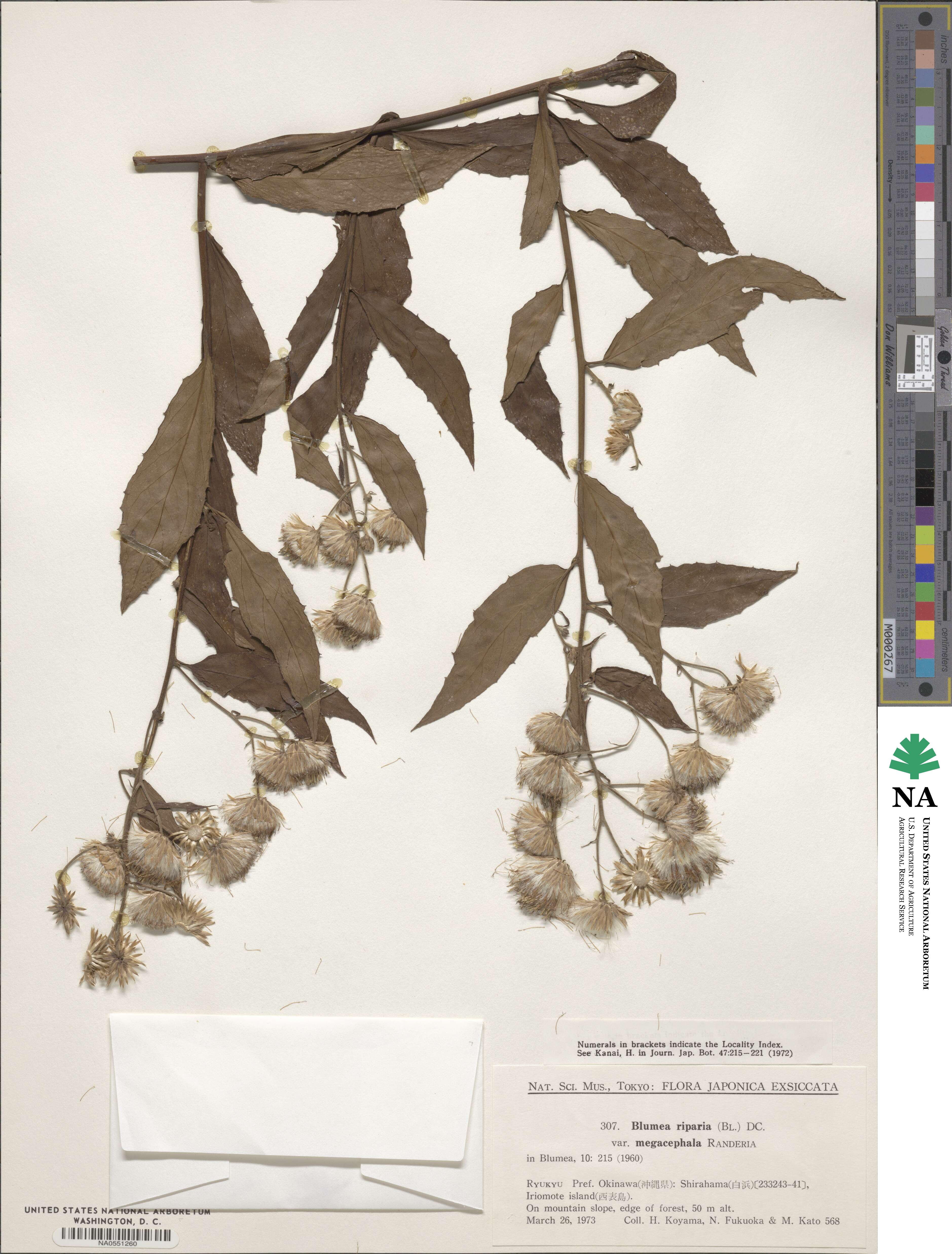 Blumea megacephala image