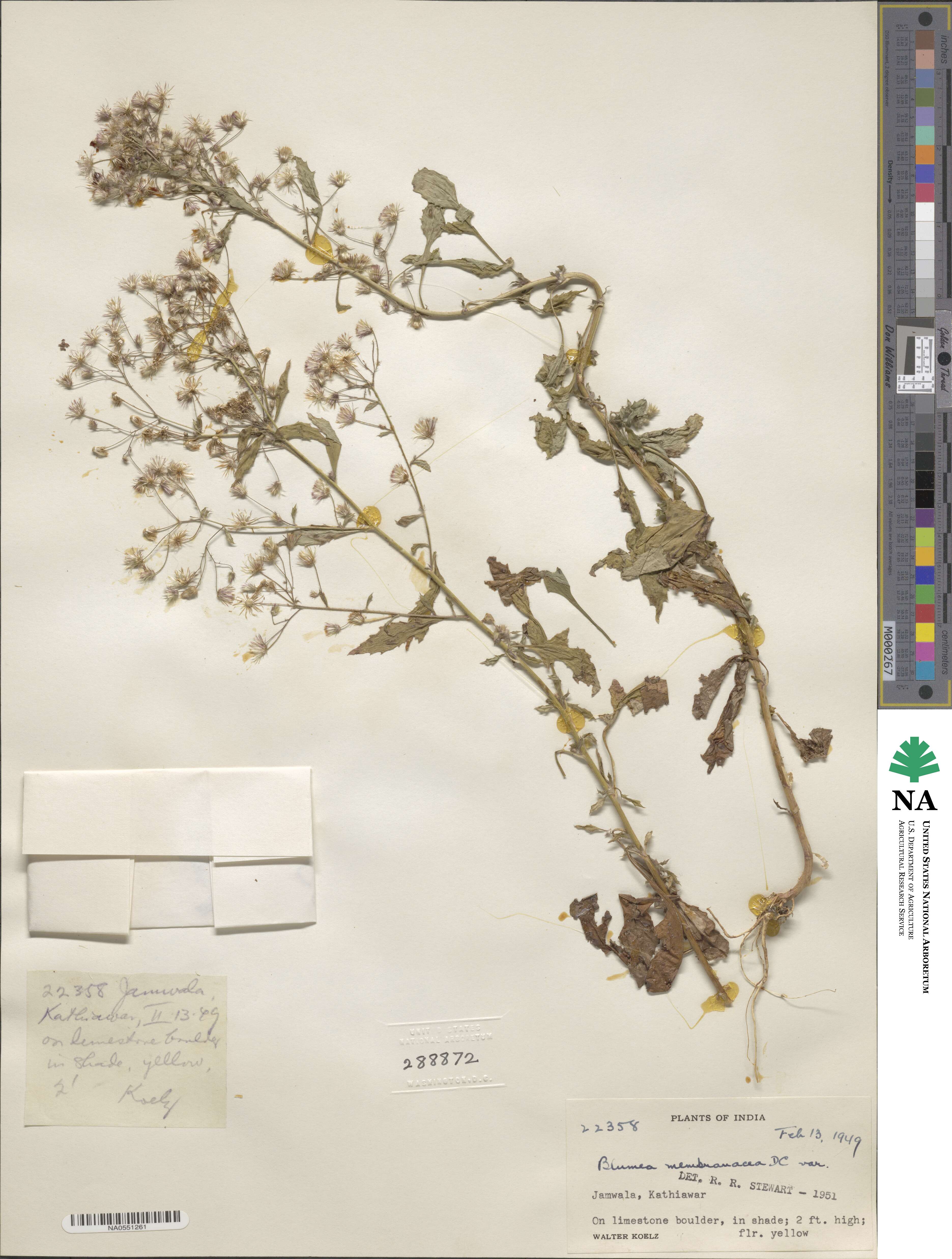Pluchea paniculata image