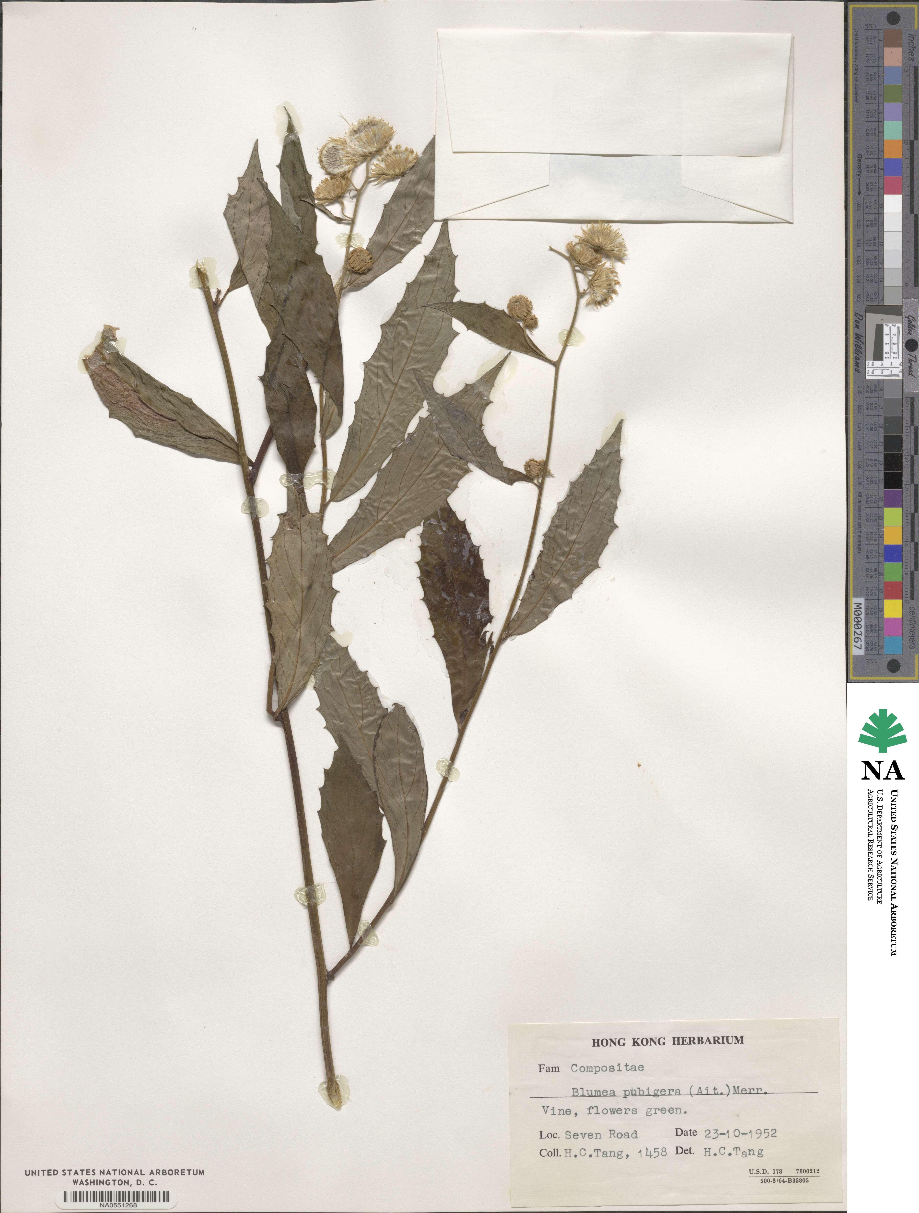 Blumea riparia image