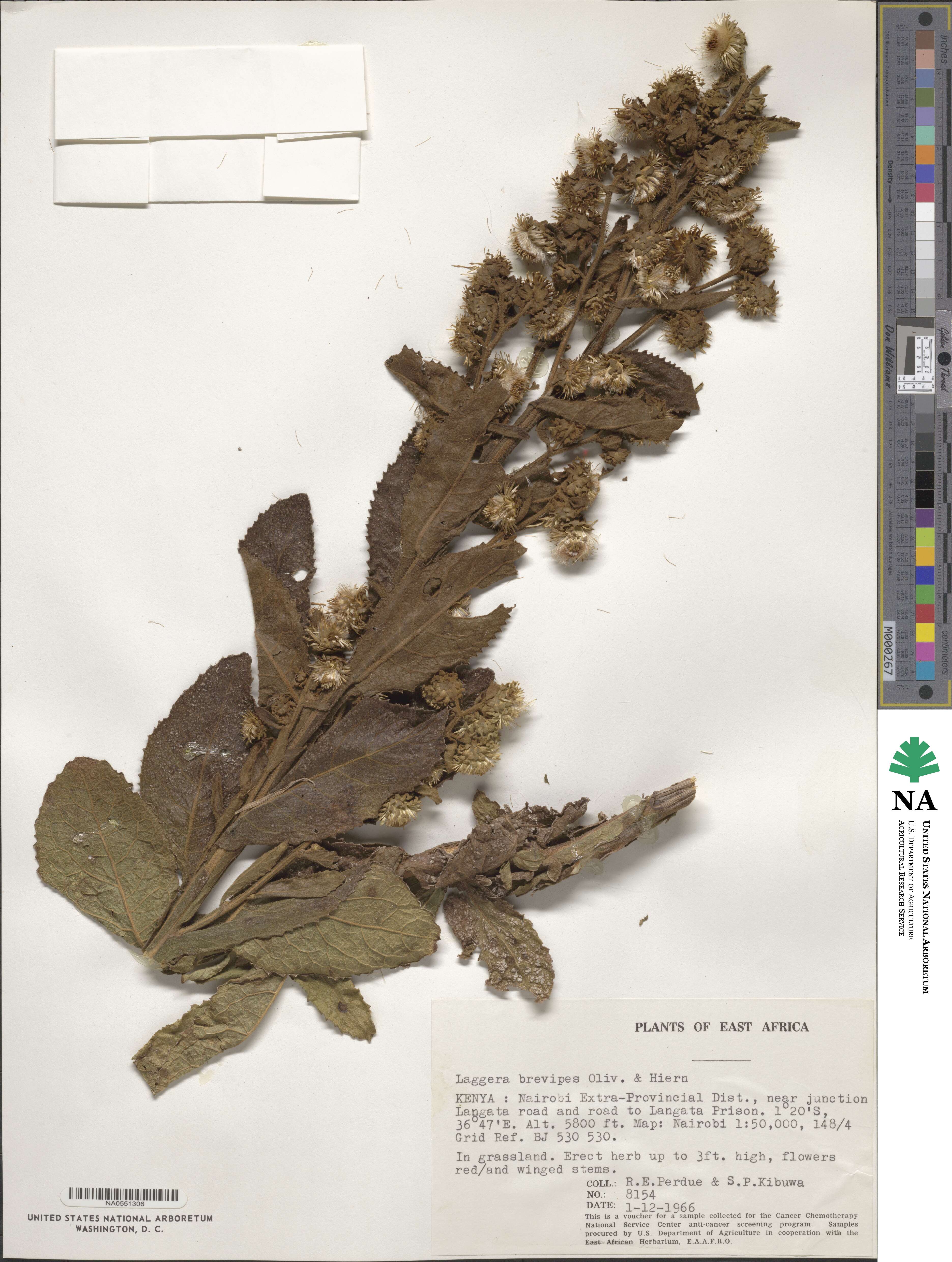 Blumea brevipes image