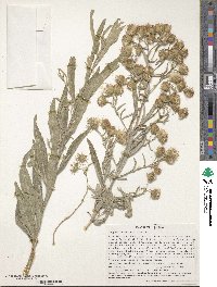 Image of Laggera tomentosa