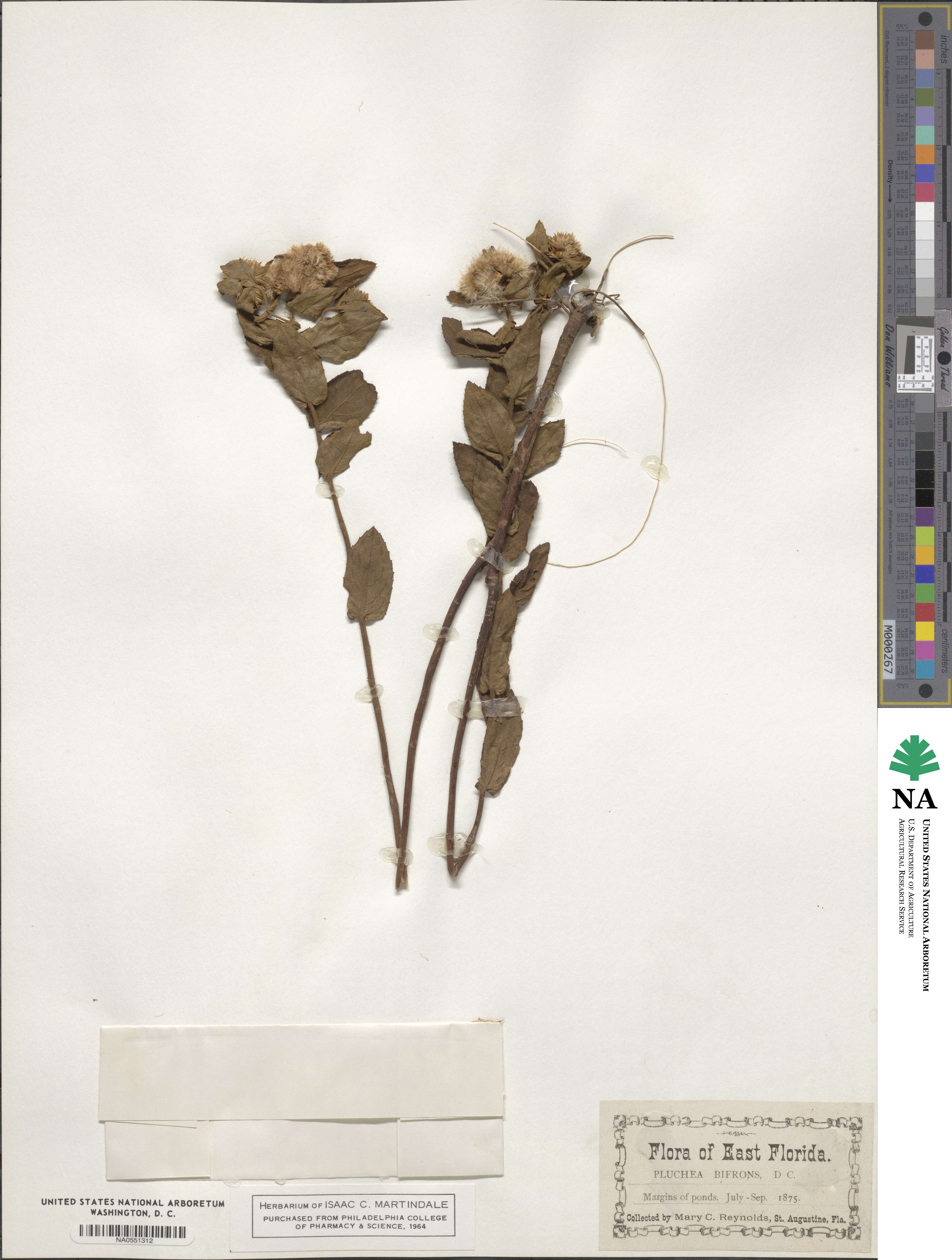 Pluchea foetida image