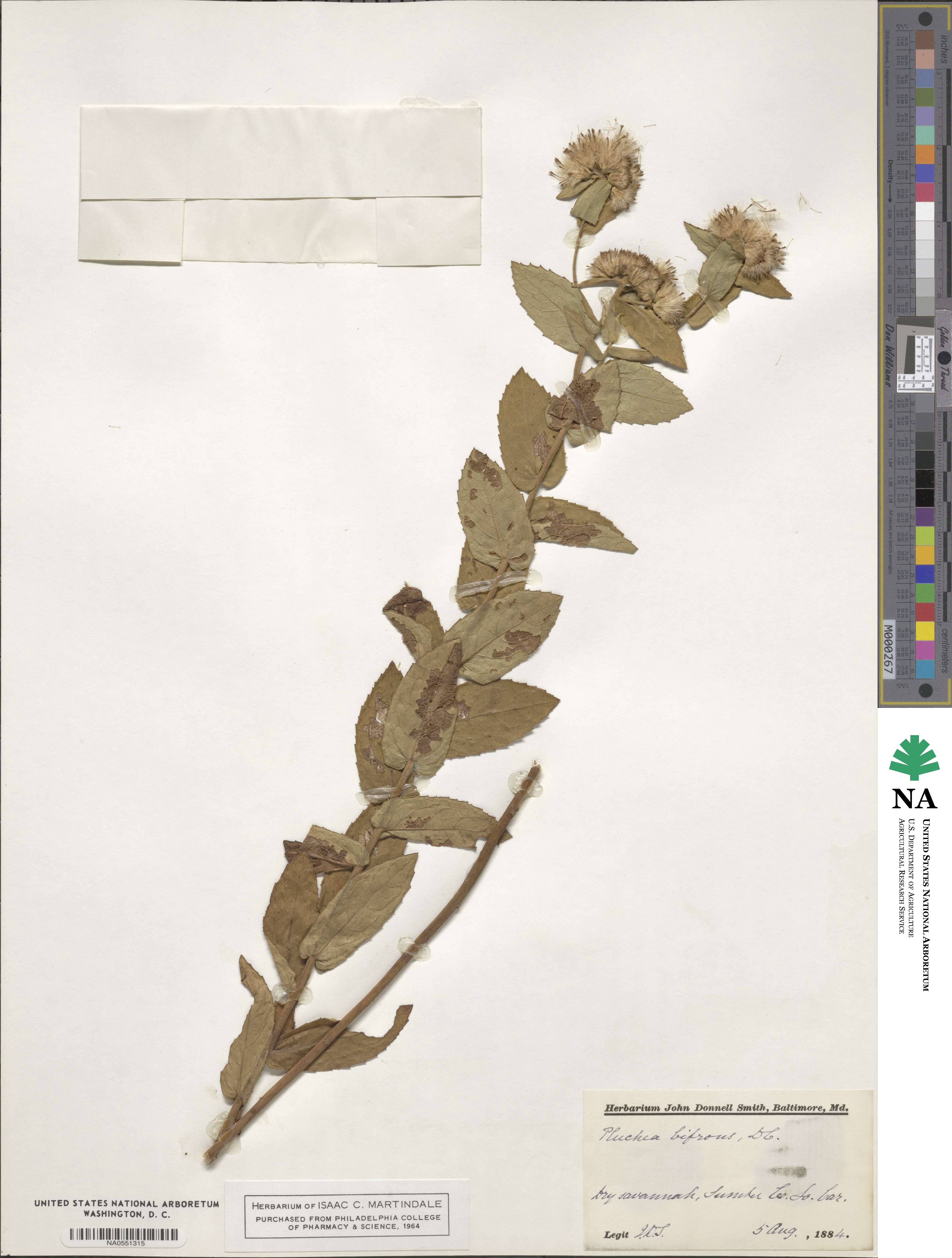 Pluchea foetida image