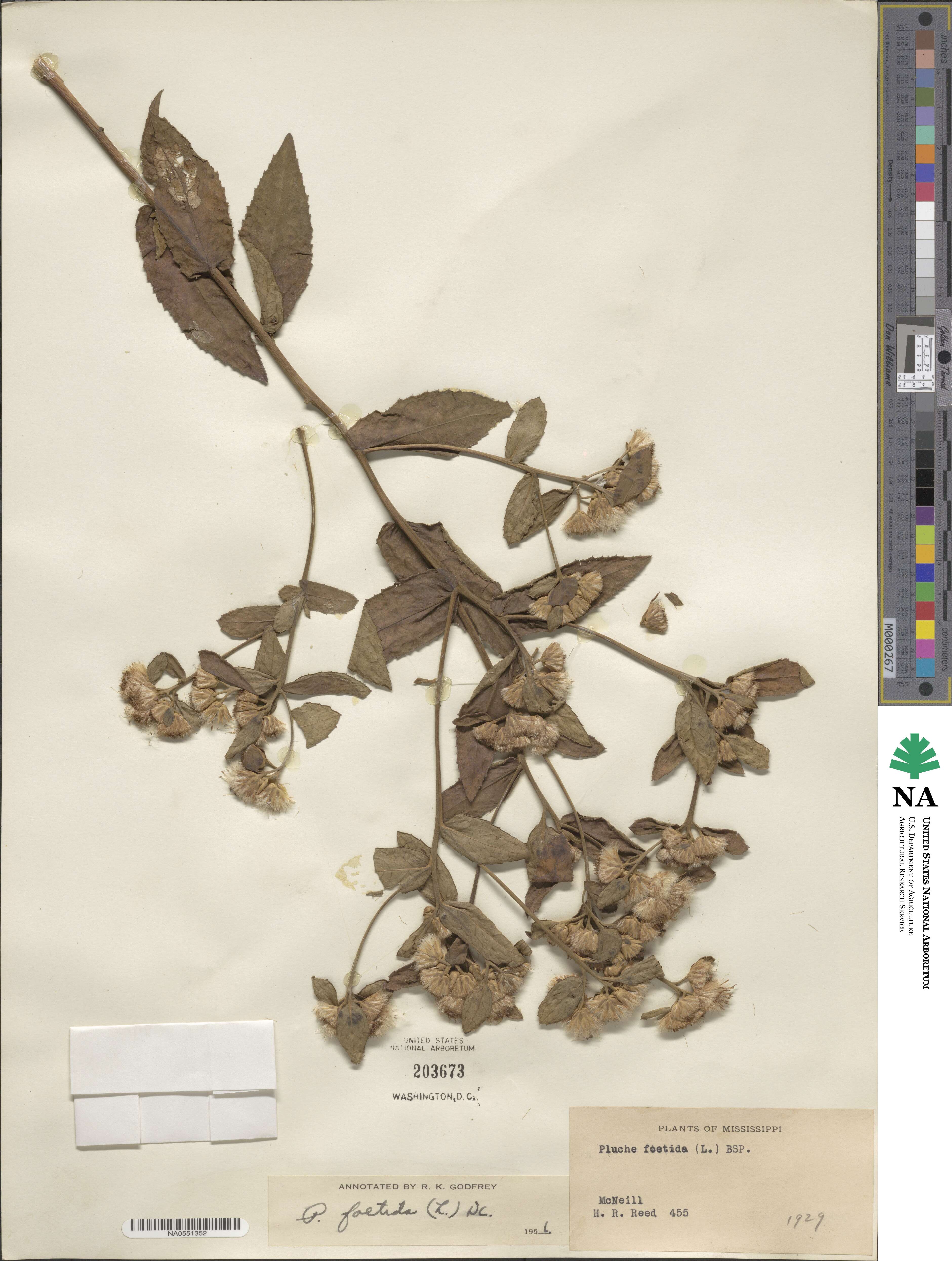 Pluchea foetida image
