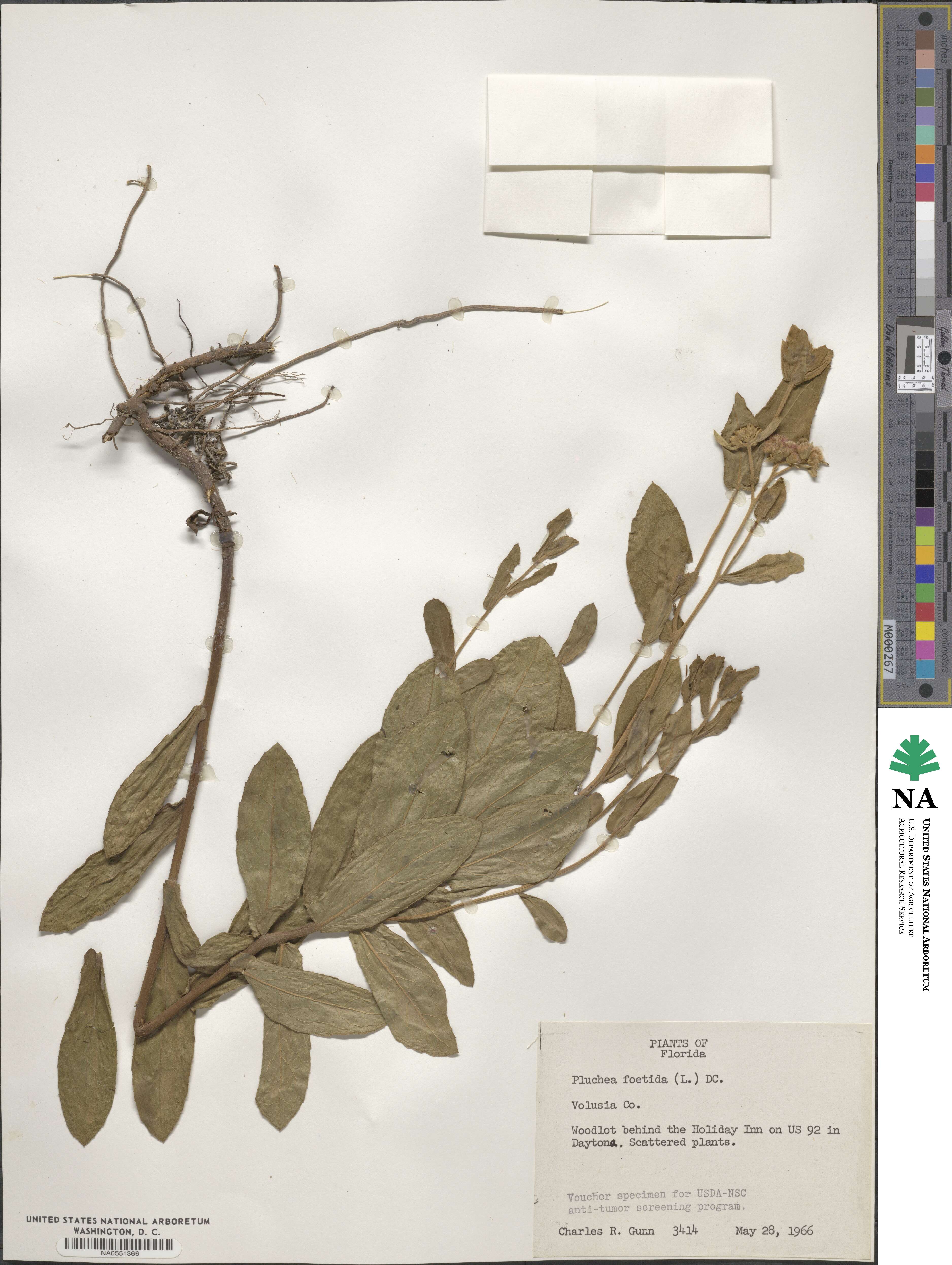 Pluchea foetida image