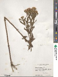 Pluchea purpurascens image