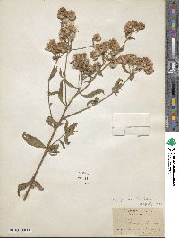 Pluchea purpurascens image