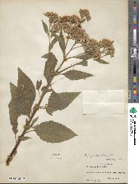 Pluchea purpurascens image