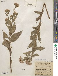 Pluchea purpurascens image