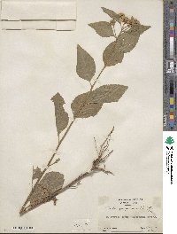 Pluchea purpurascens image