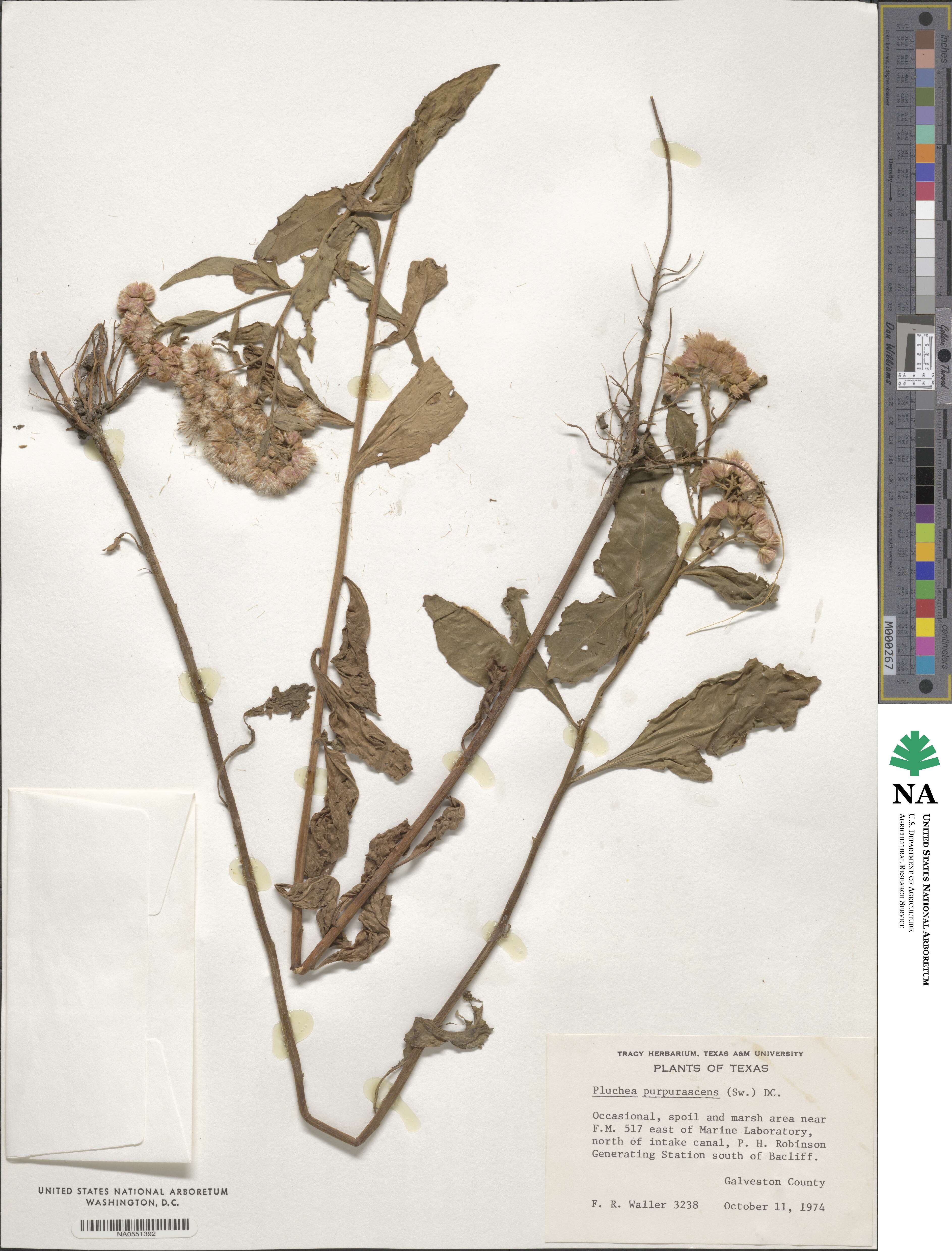 Pluchea purpurascens image