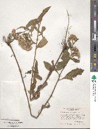 Pluchea purpurascens image