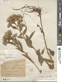 Pluchea purpurascens image