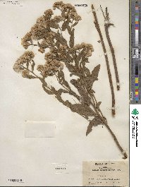 Pluchea purpurascens image