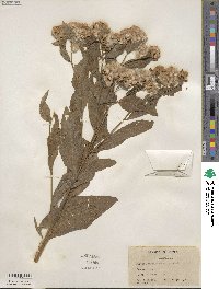 Pluchea purpurascens image