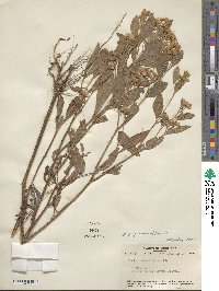 Pluchea purpurascens image