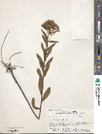 Image of Pluchea baccharis