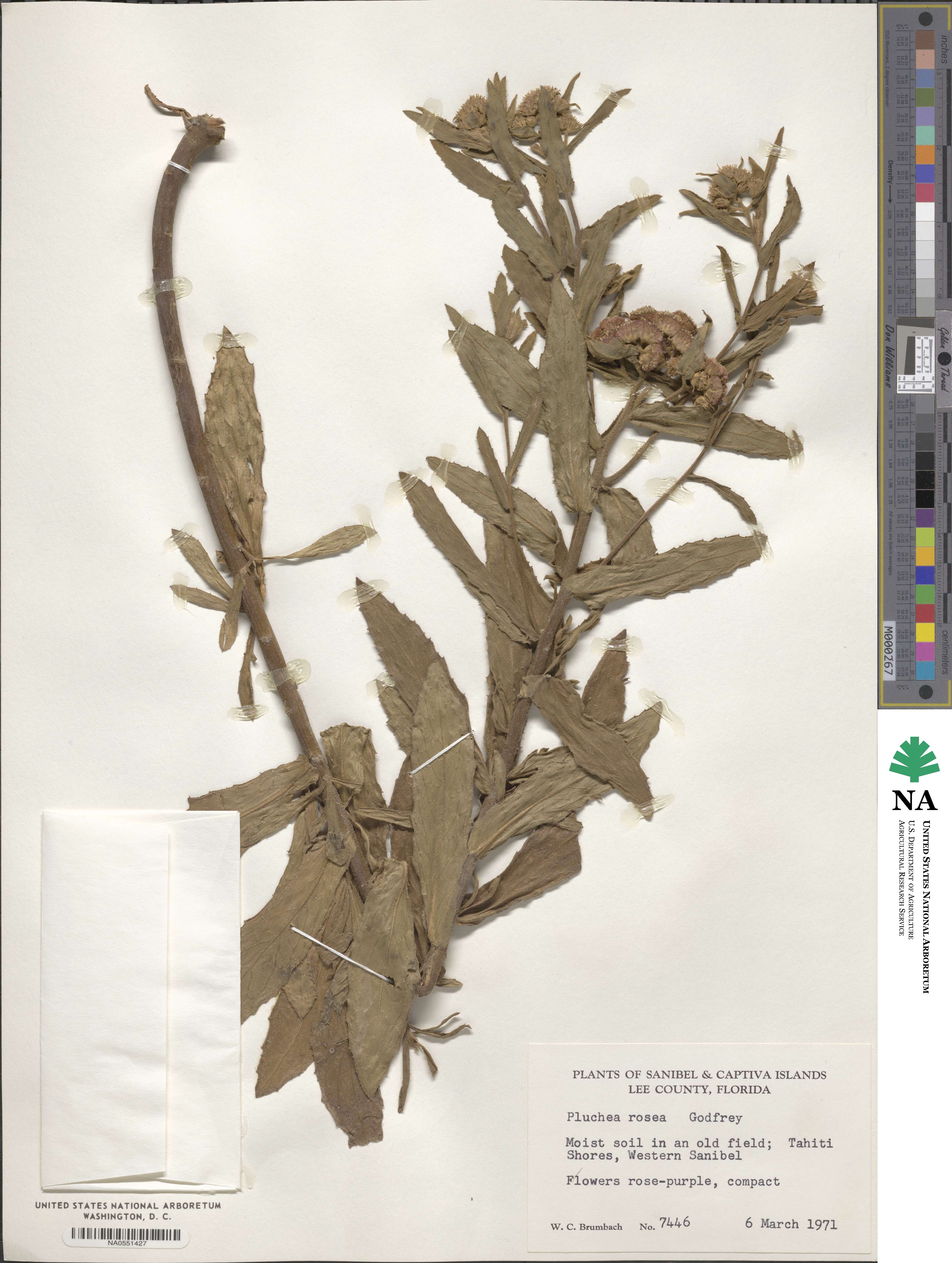 Pluchea baccharis image