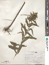 Pluchea baccharis image