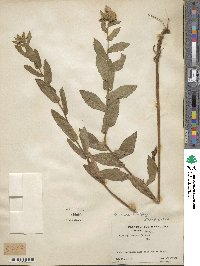 Pluchea baccharis image