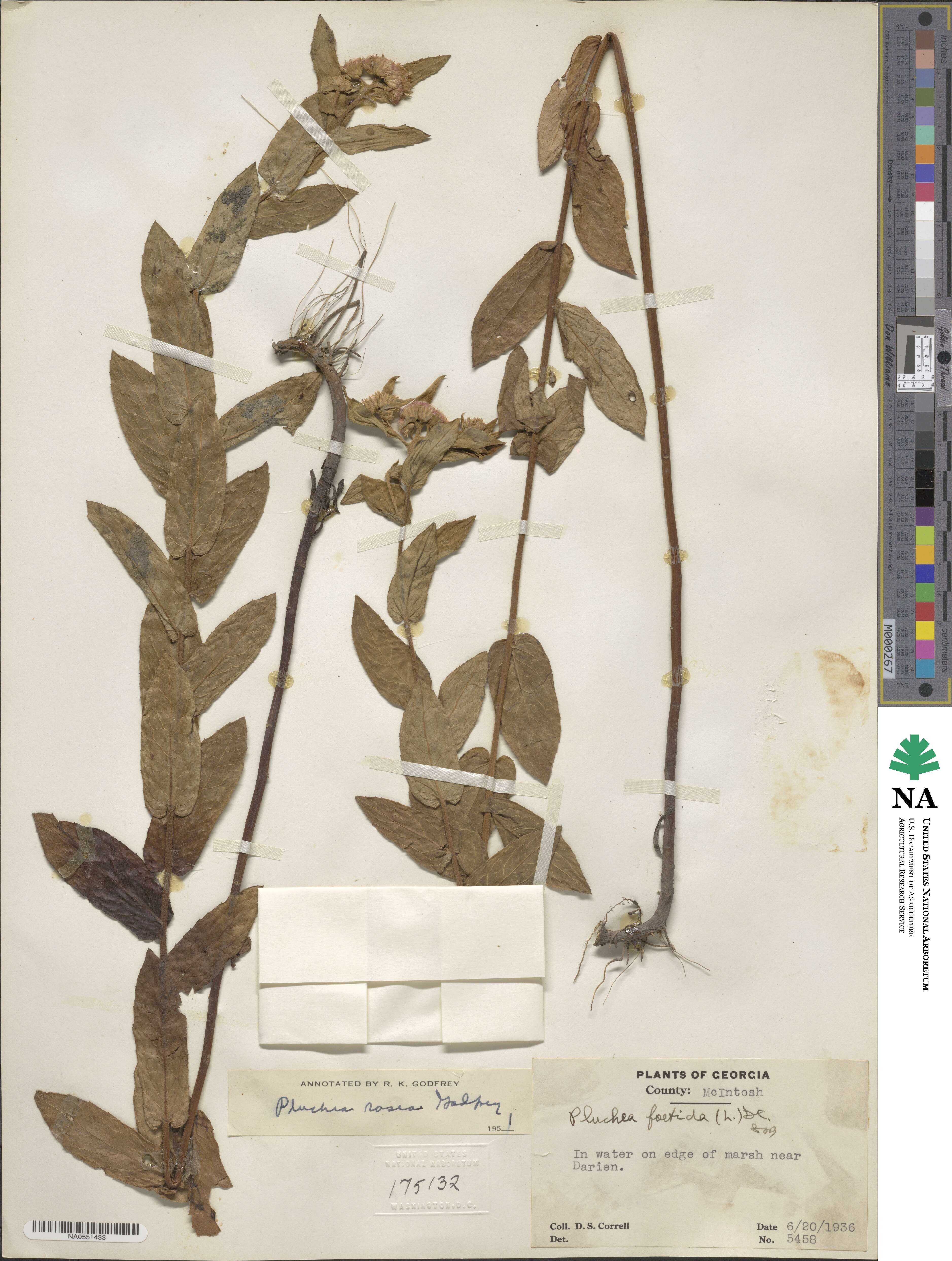 Pluchea baccharis image