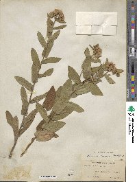 Pluchea baccharis image