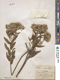 Pluchea baccharis image