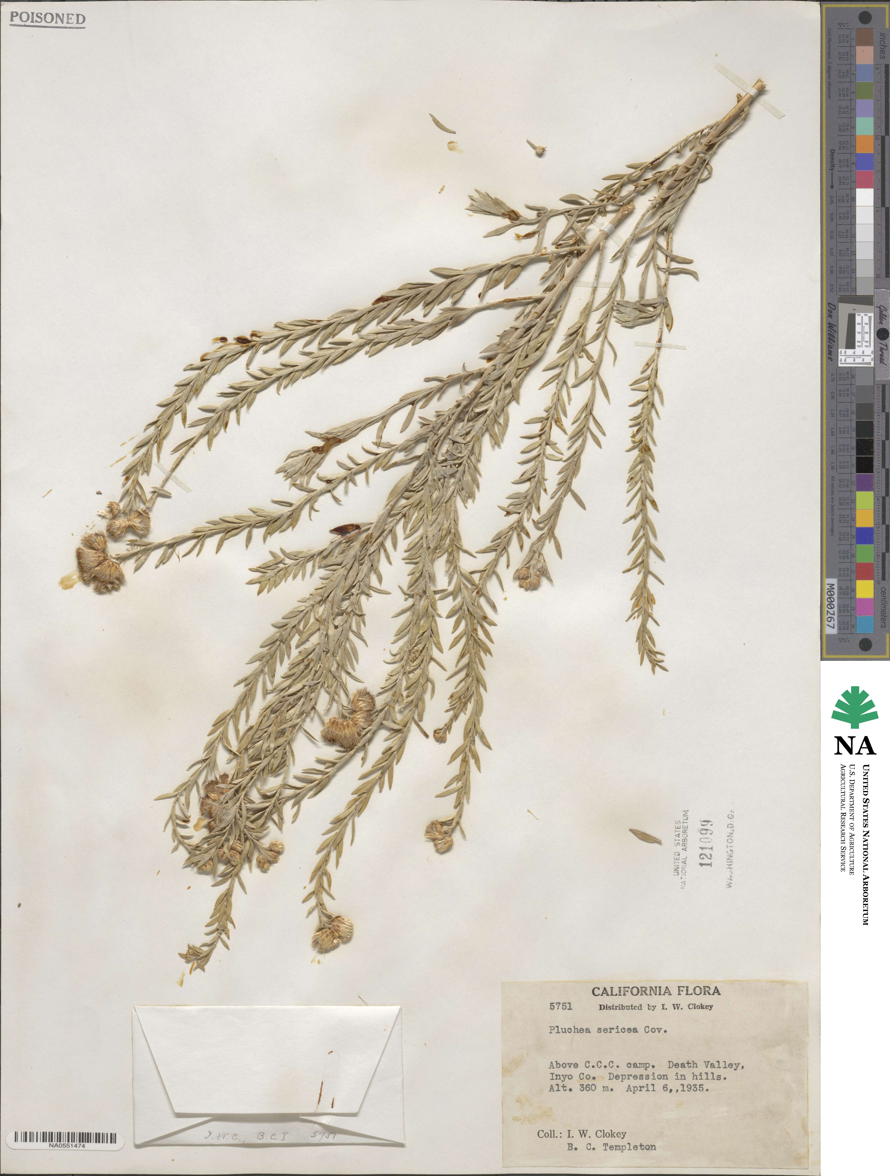 Pluchea sericea image