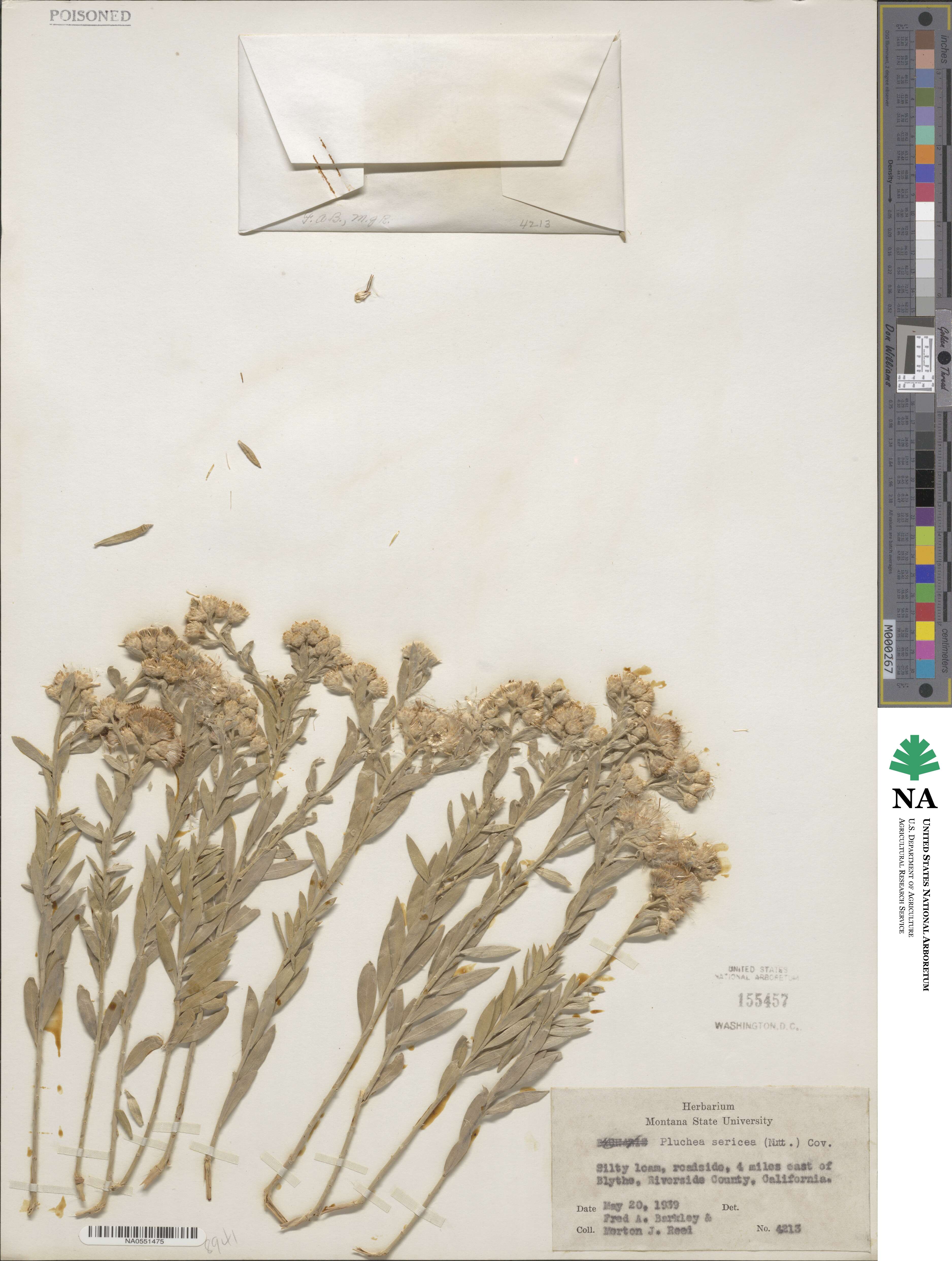 Pluchea sericea image