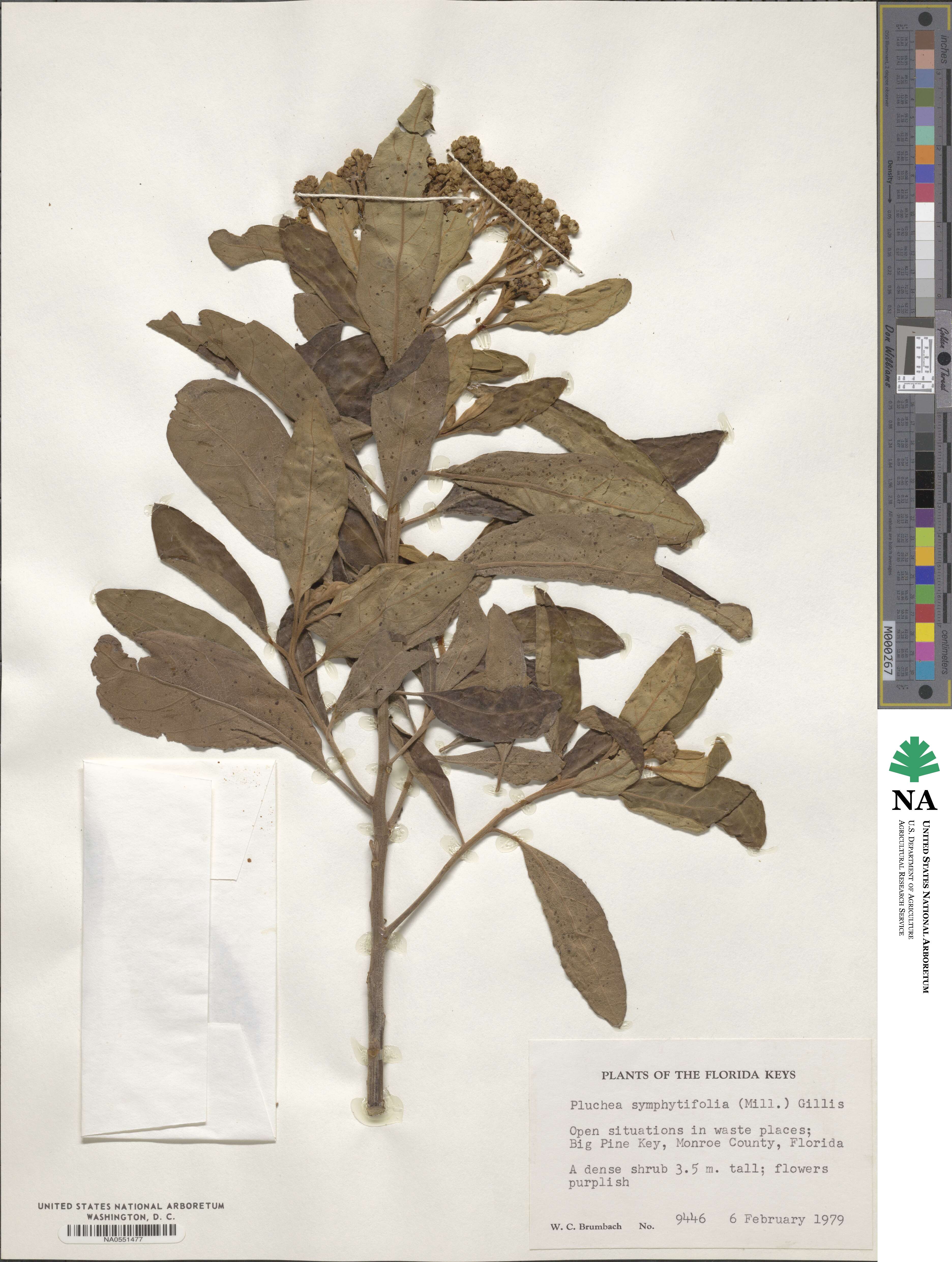 Neurolaena lobata image