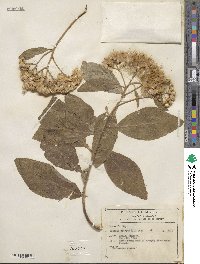 Pluchea odorata image