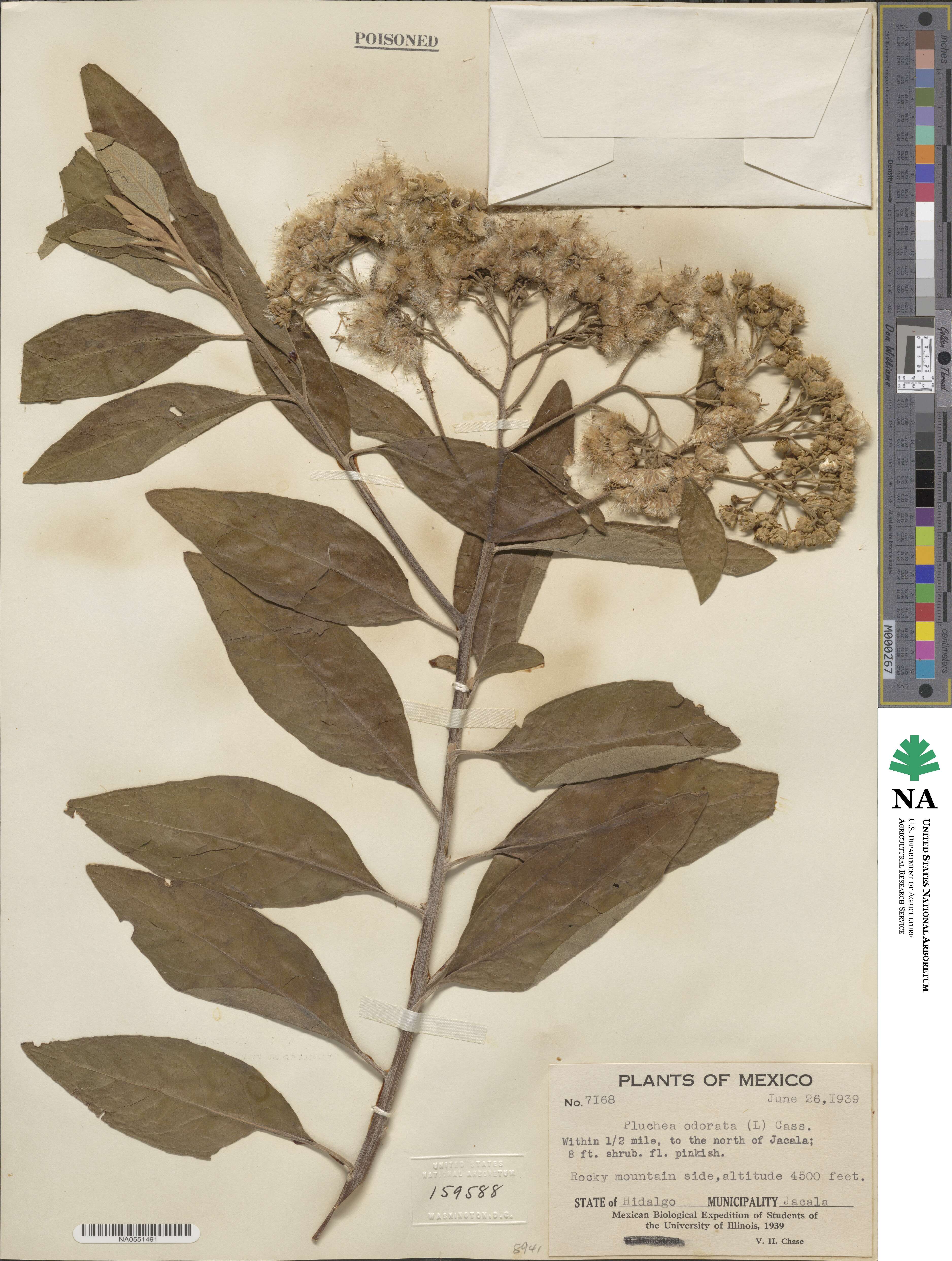 Pluchea odorata image
