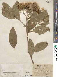 Pluchea odorata image