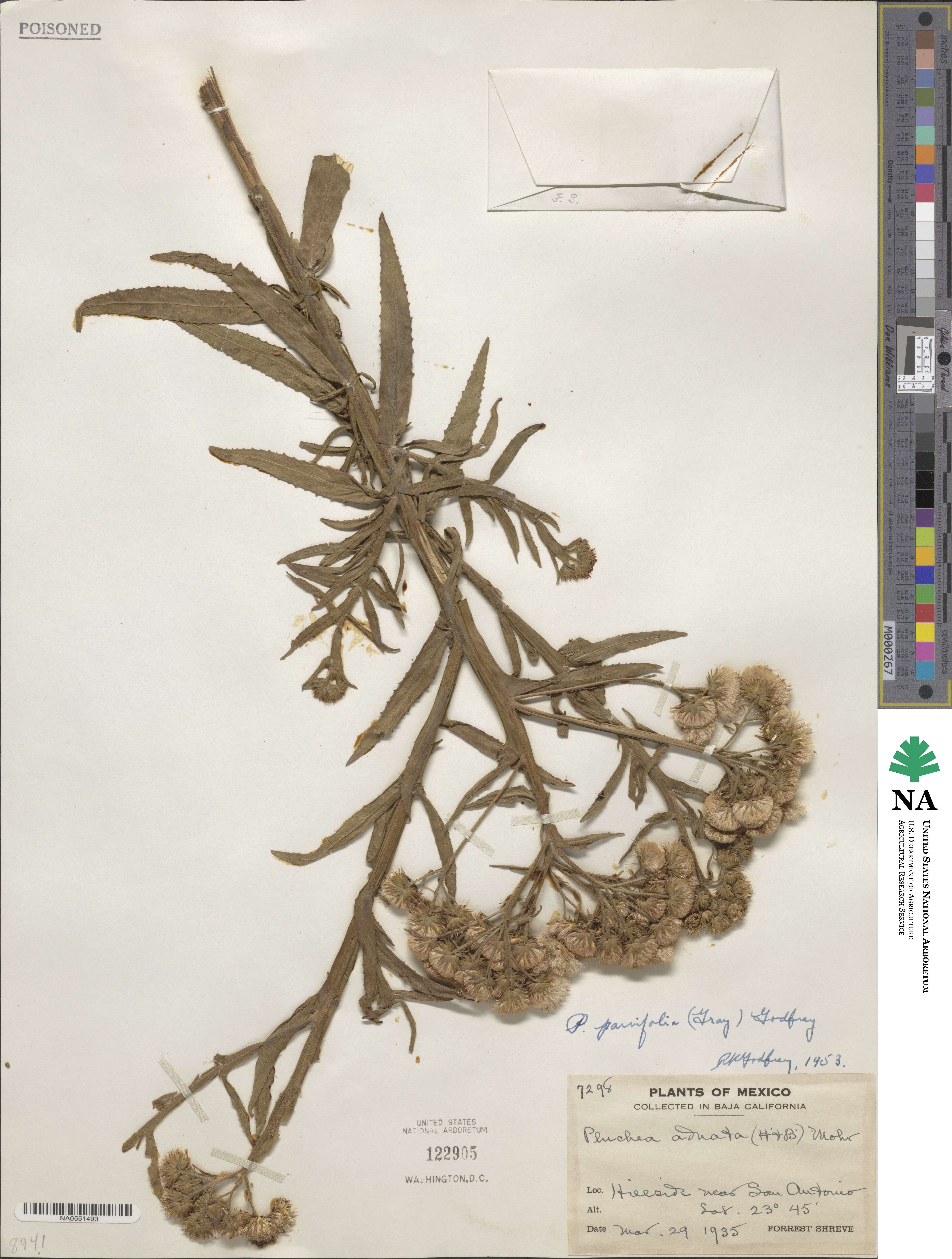 Pluchea salicifolia image